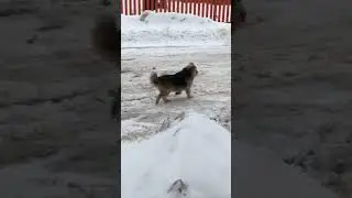 Rocky village dog #shorts