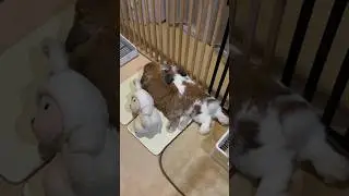 Как спят кролики, how to sleep rabbits, كيف ينام الارنب, 兔子是怎样睡觉的
