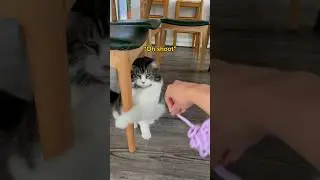Our adopted cat got a new toy!! *His reaction*