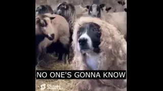 MY SHORTS COLLECTION ii | 38 | Funny videos compilation
