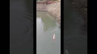 ស្ទូចត្រីស្រះស្រុកស្រែ #PondFishing  2