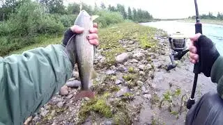 Рыбалка на хариуса