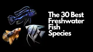 30 Freshwater Aquarium Fish Worth Keeping (All Levels)