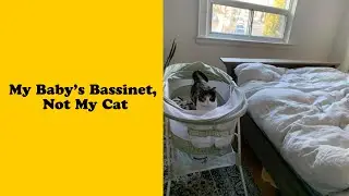 50 Of The Best “My House, Not My Cats” Moments That Have Ever Happened To Humans
