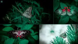 Butterfly 🦋 HD Effect in Lightroom Mobile | Photo Editing Tutorial