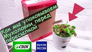 Упаковка пересаженной Венериной Мухоловки перед пересылкой