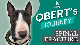 From Tragedy to Triumph: Qbert’s Incredible Comeback After a Spinal Fracture
