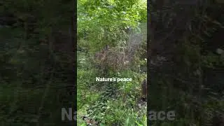 The peace you’ll find in nature❤️