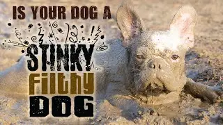 Filthy Stinky Dog Shampoo & Soap Cleans Your Stanky Beast FAST!