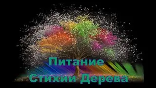 Питание Стихии Дерева | Сонг Парк | Академия Киайдо