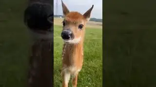 Cute baby 🦌deer #shorts
