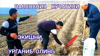 #павлония