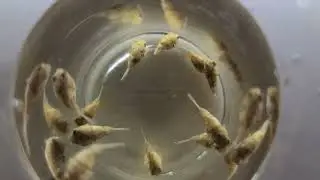 Tetraodon. New fish. /Тетраодон.