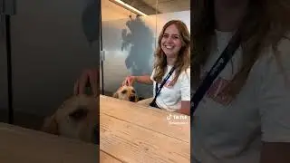 Een dag in het leven van kantoorhond Leo!