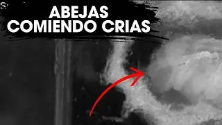 El Lado Oscuro de la Apicultura: ¿Por Qué las Abejas Comen a Sus Crías? 🐝