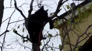 Bi scende dal giuggiolo!