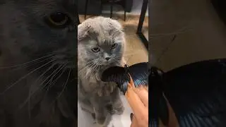 Кот сожрал бабочку 😭😭😭😭