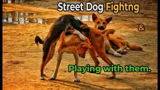 Street Dog Fighting and Playing with each other!