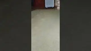 Унесенная течкой))