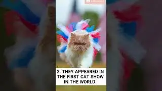persian cats - 4 fun facts #short