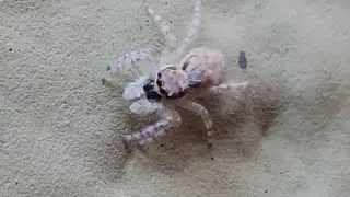 a tiny cute jumping spider