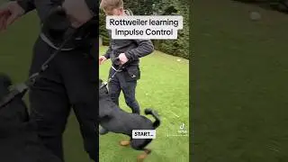Rottweiler learning impulse control 😍 #dogtraining #impulsecontrol #rottweilertraining