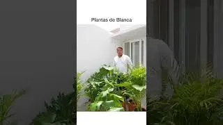 Plantas de Blanca. #viral #tendencias #shorts #vegetación #UnTechoParaBlanca