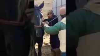 таёри дар Бузкаши ш душанбе шамшерт