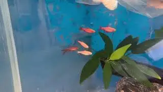 Setting up an Aquael Leddy aquarium