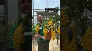 Horticulturist Justin K shares about the Dendrobium densiflorum. 