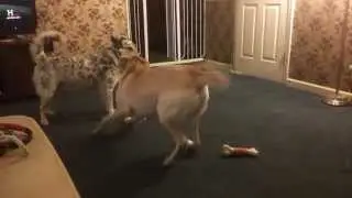 More Nutty Playing With Chance