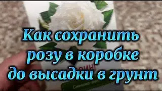 Как сохранить розу в коробке до высадки в грунт🌹