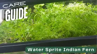 Plant Care Guide: Water Sprite