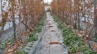 ВЛАГОЗАРЯДНЫЙ ПОЛИВ ВИНОГРАДА перед укрытием.