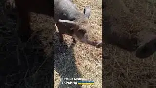 НАША МАЛЕНЬКАЯ УКРАИНА | КРУТЫЕ СВИНЬИ !!!!!