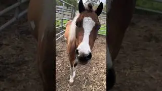 Whisper the miniature horse! Miniature horses are so sweet! #cute #horse #4k #adorable #mini #sweet