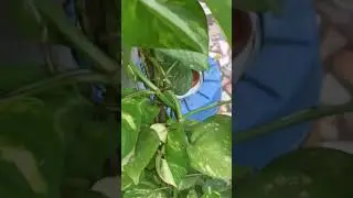 #pvskplantation #pvsk #travel #tour  #plant #tree #chettu(2)