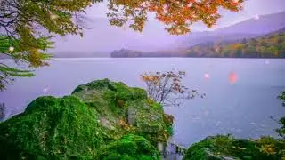 BACKBROUND JUNGLE VIDEO ANIMATION VIDEO EFFECTS HD JUNGLE BACKGROUND VIDEO NO COPYRIGHT