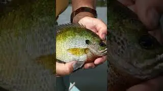 The U.S. fish that ate Japan