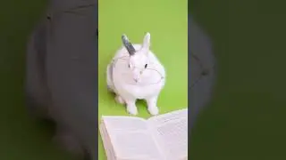 The Reading Rabbit