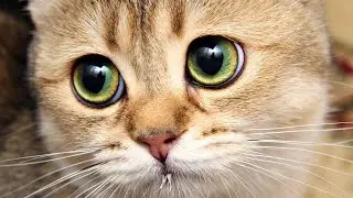 Cute cats 🤩 Good animals 😚