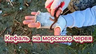 Китайский спиннинг автомат сам ловит рыбу. #fishing #рыбалка #낚시 #fish #carpfishing