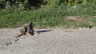 mutu tutu rutu cutu