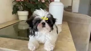 Beautiful Shih Tzu Puppy in California