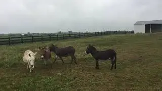 Cute Donkeys and Mule(s)