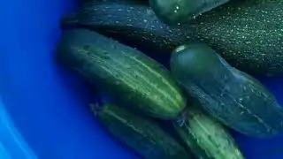 Что выросло за неделю