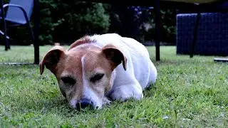 Don't watch this video if you don't want to cry...