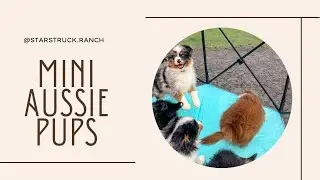 8 Week Old Mini Aussie Pups Outside
