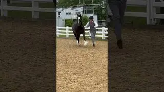 This sound goes with every horses trot #horse #equestrian #equine