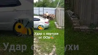 #shorts#shortsvideo#2024#live#пчела#удар#юмор#new#вертуха#шортс#смех#я